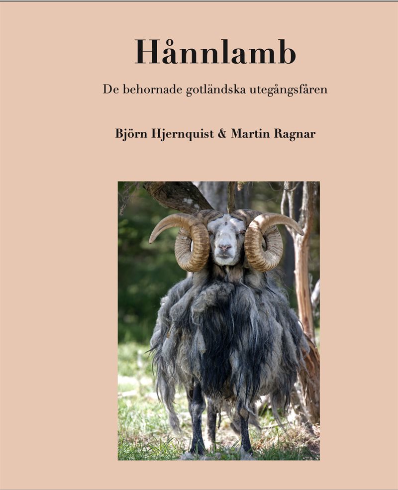 Hånnlamb : de behornade gotländska utegångsfåren