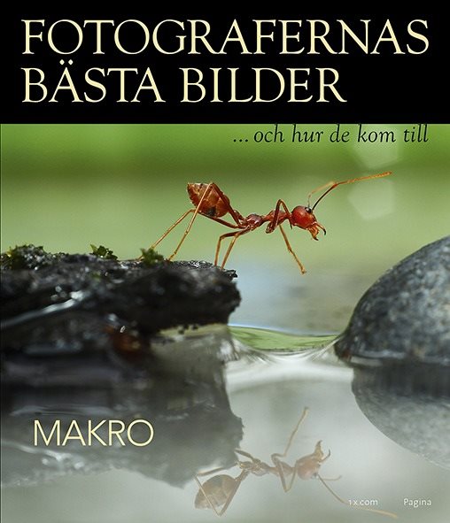 Fotografernas bästa bilder - Makro