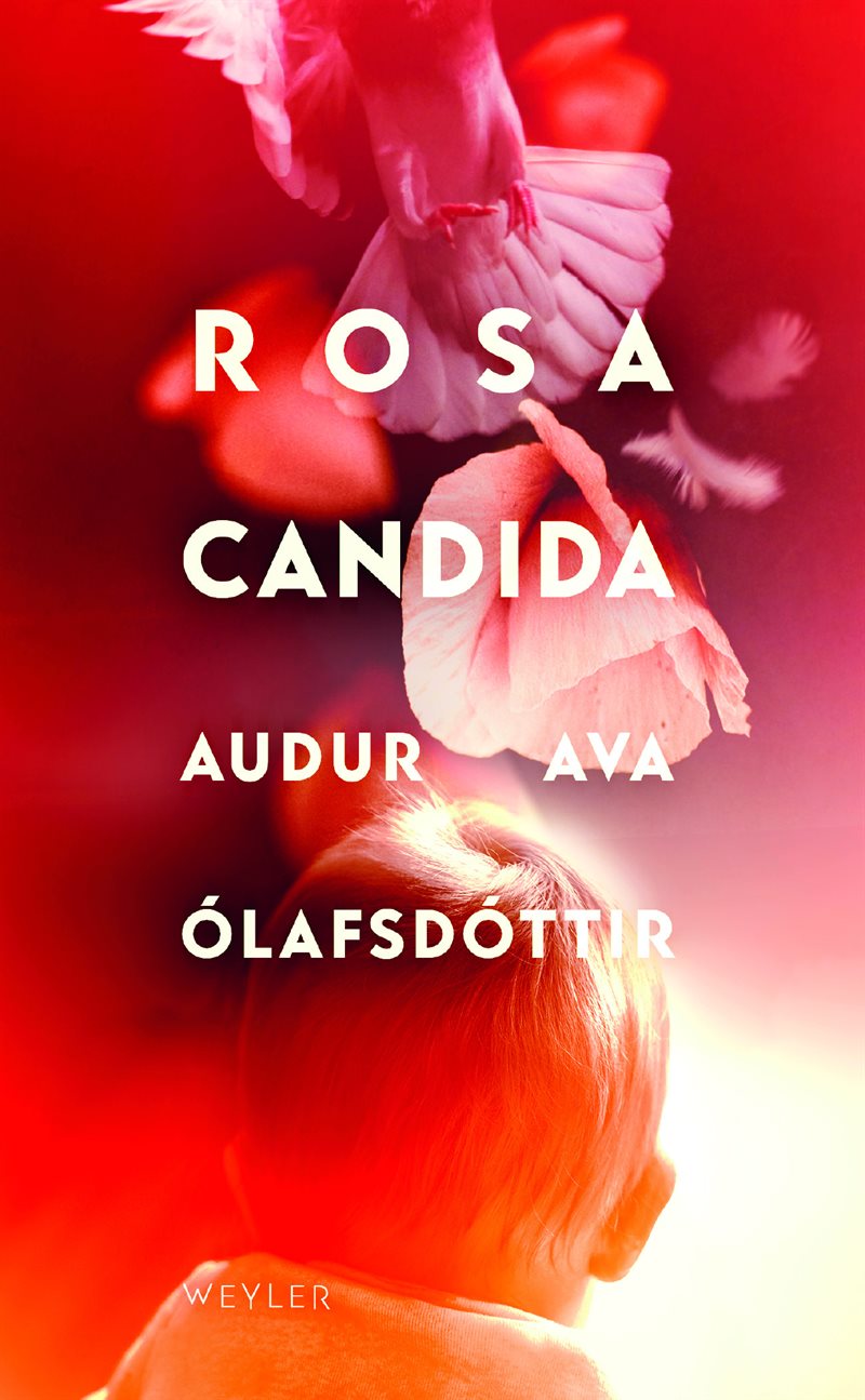 Rosa candida