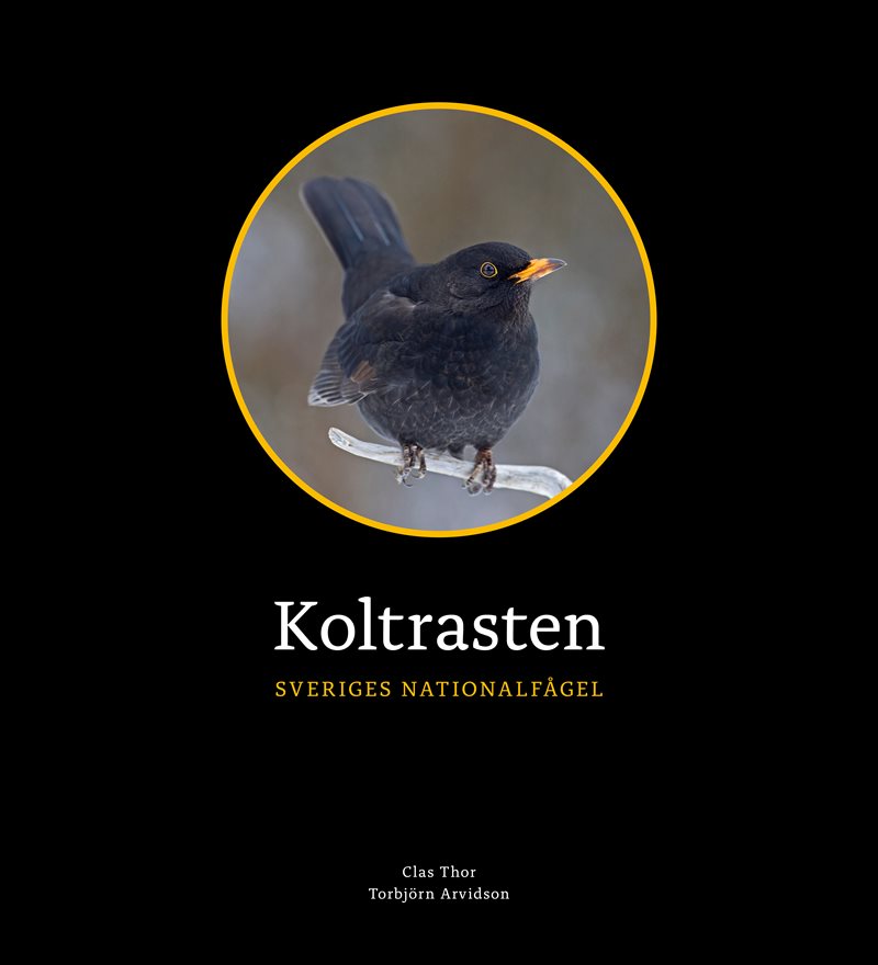 Koltrasten : Sveriges Nationalfågel