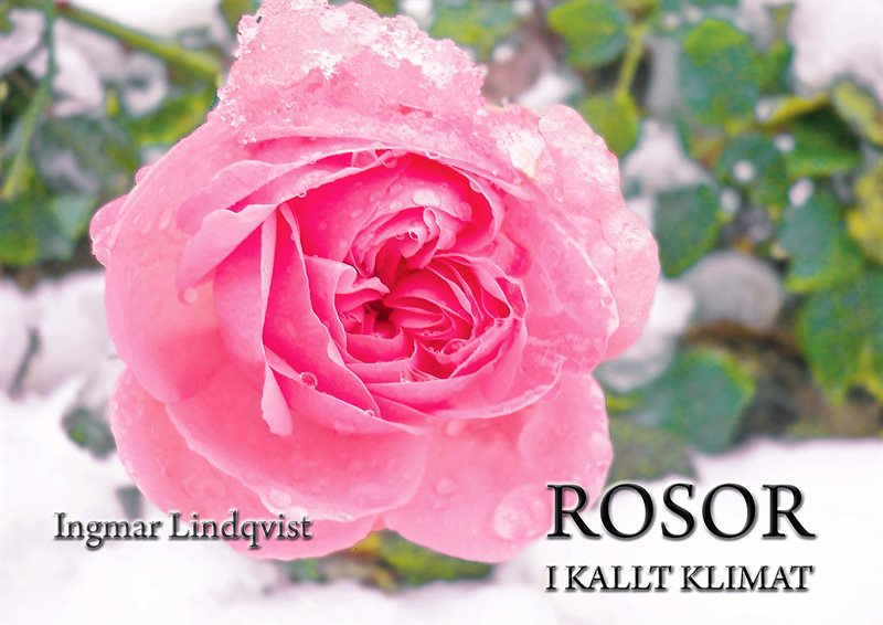 Rosor i kallt klimat